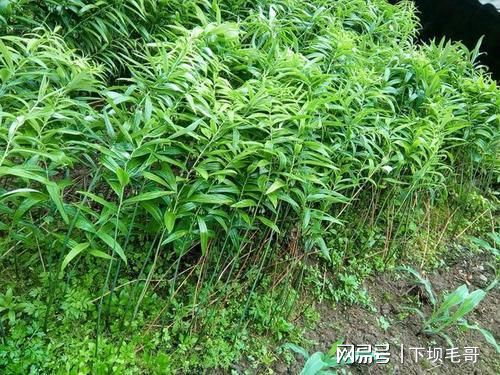 黃精藥材畝產_黃精藥材畝產_黃精藥材畝產