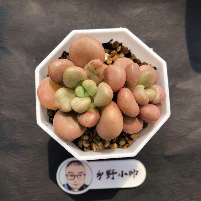 多肉植物彩虹好養(yǎng)嗎_彩虹多肉好養(yǎng)嗎_多肉彩虹難養(yǎng)