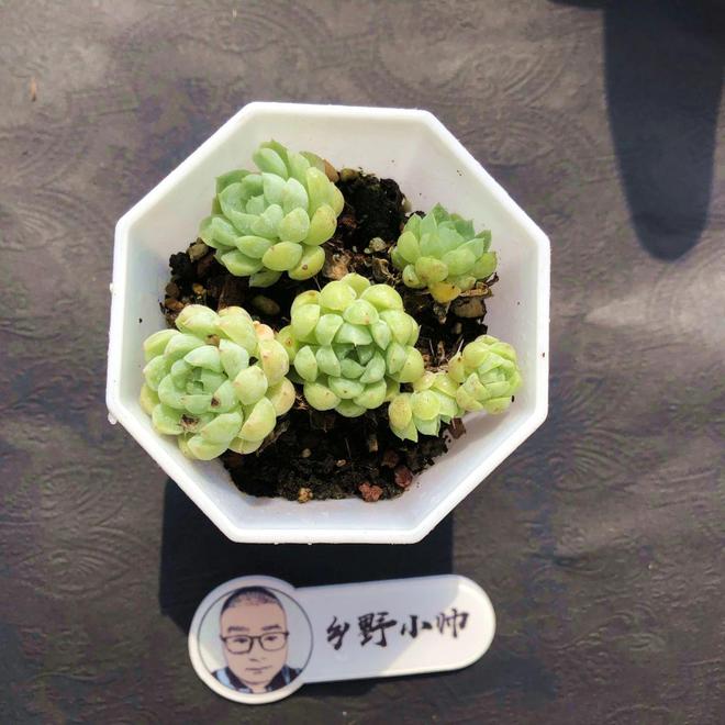 多肉植物彩虹好養(yǎng)嗎_彩虹多肉好養(yǎng)嗎_多肉彩虹難養(yǎng)