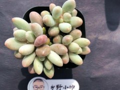 “分享超萌多肉，皮實(shí)好養(yǎng)，超高的顏值”