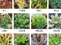 “144種多肉植物名稱大全，常見(jiàn)品種”